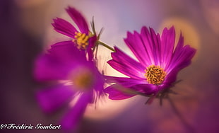 close up photo of a purple flower HD wallpaper