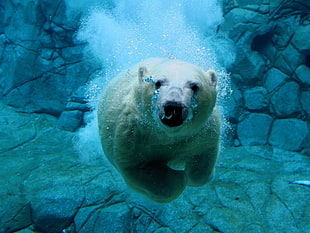 polar bear, polar bears HD wallpaper