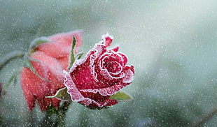 macro shot photography of red rose during snow