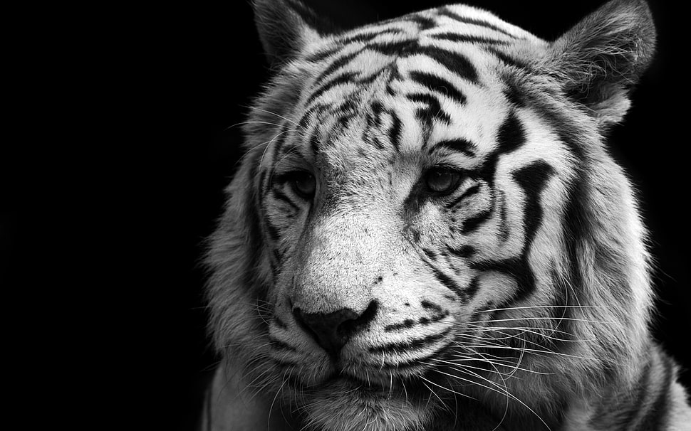 grayscale photo of tiger, tiger, monochrome, animals, big cats HD wallpaper