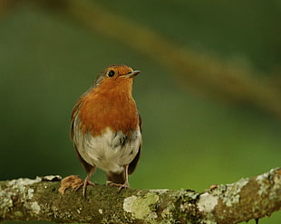 brown and white bird on top of brown tree trunk, robin