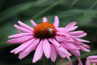 shallow focus on bee perched on pink petaled flower
