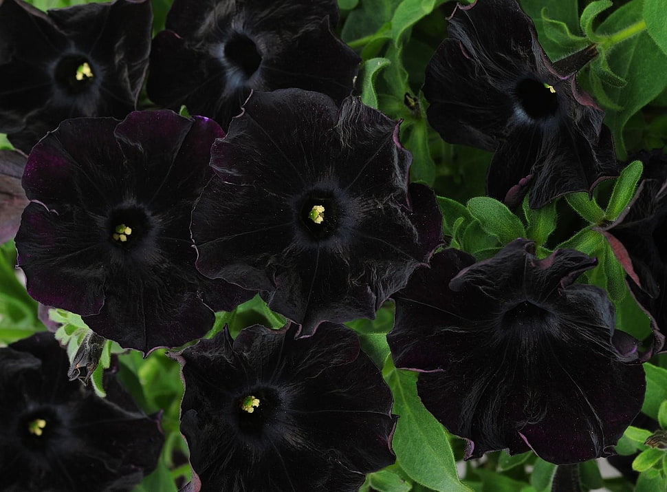 closeup photography of black petaled flowers HD wallpaper