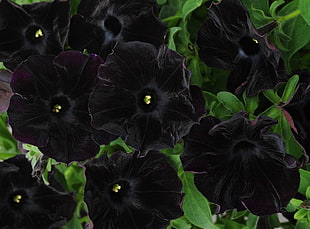 closeup photography of black petaled flowers