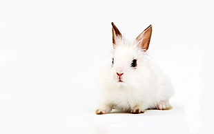 Rabbit on white surface HD wallpaper