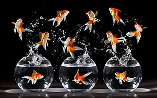 school of goldfish, fish, photography HD wallpaper