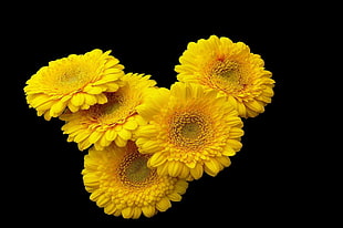 photo of yellow sunflowers