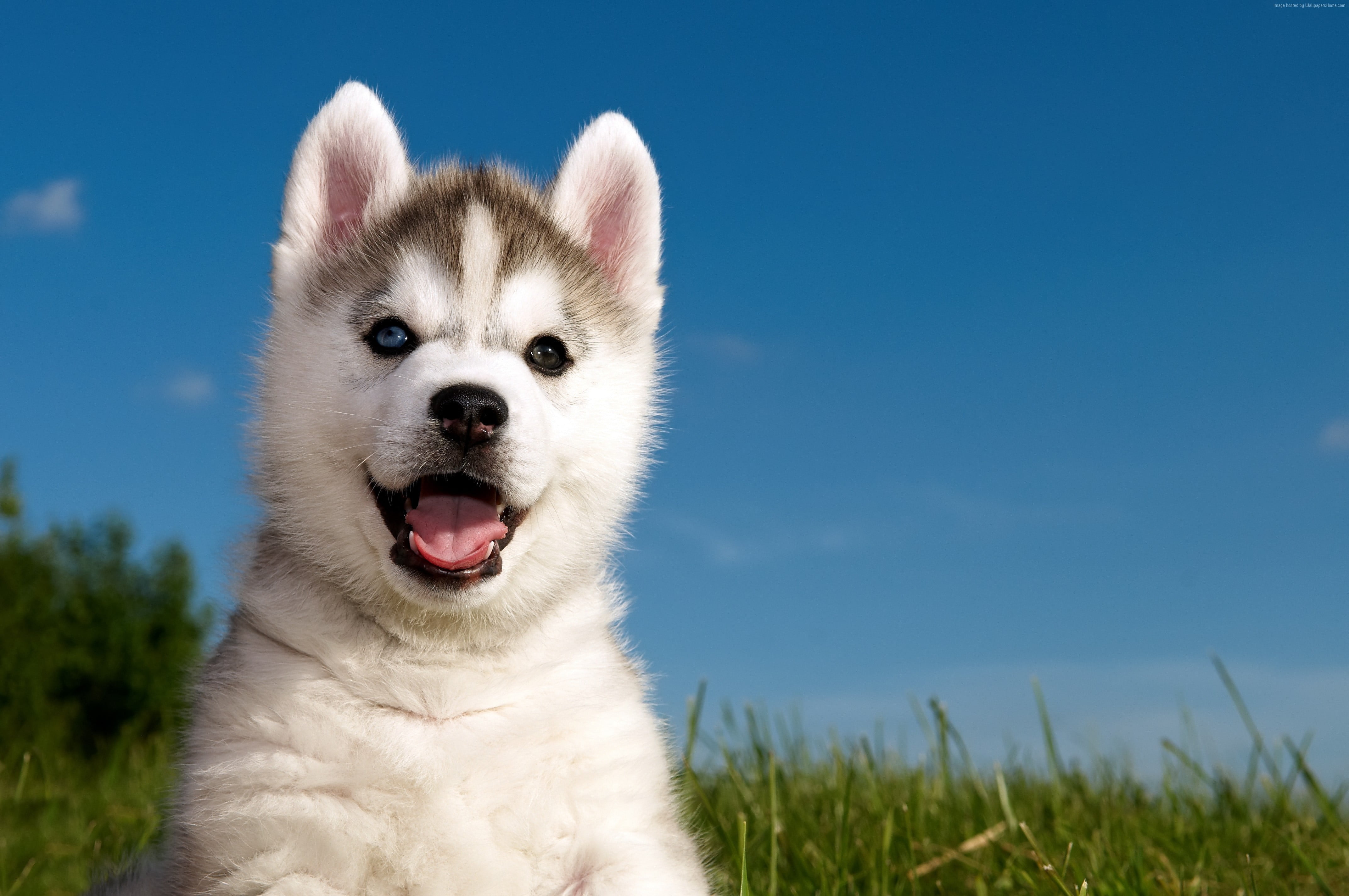 Cute Cute Siberian Husky Puppies Wallpaper