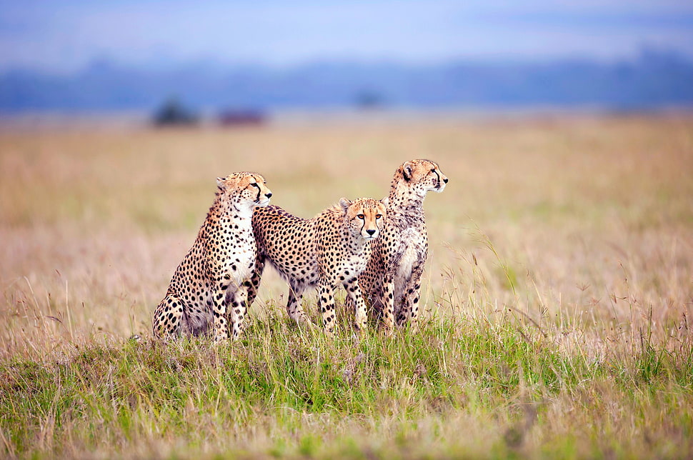 three cheetah on grass field HD wallpaper