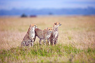 three cheetah on grass field