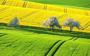 green grass field, field, landscape, trees, plants HD wallpaper