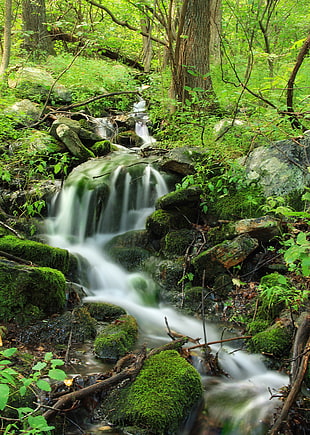time lapse photography of flowing water between trees, falling spring HD wallpaper