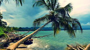 green coconut tree, nature, landscape