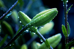 green leaf maco photography HD wallpaper