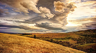 brown dried grass field, landscape, sky, clouds, nature HD wallpaper