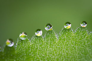 droplets on leaf closeup photo