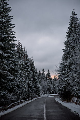 gray concrete road, Trees, Road, Winter