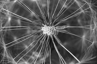 white and black dandelion seed head in macro photography HD wallpaper
