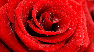 red rose, photography, rose, water drops