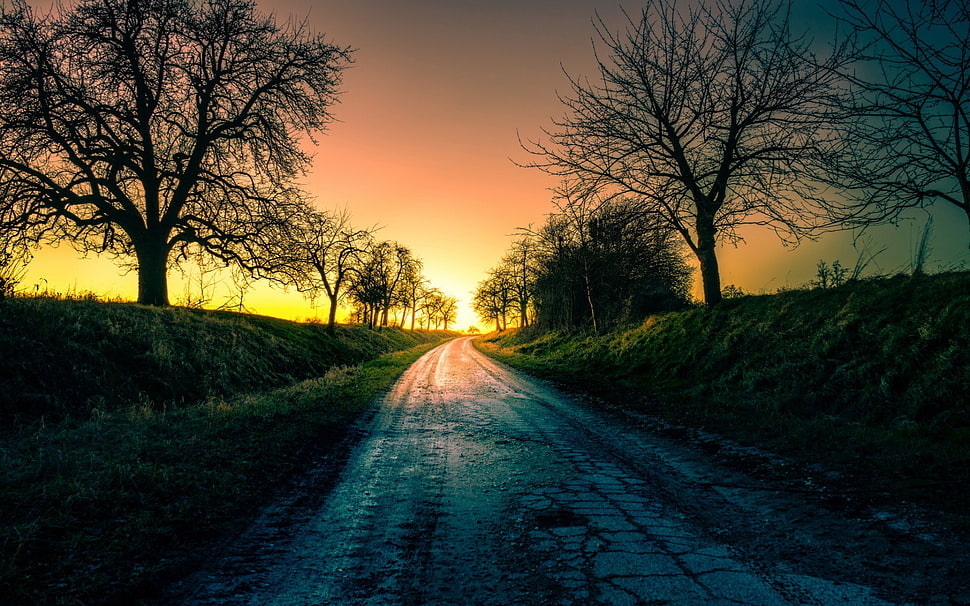 road between bare trees, road, trees, landscape HD wallpaper