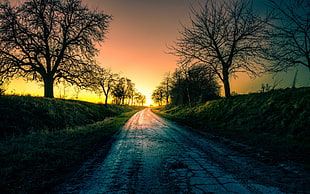 road between bare trees, road, trees, landscape