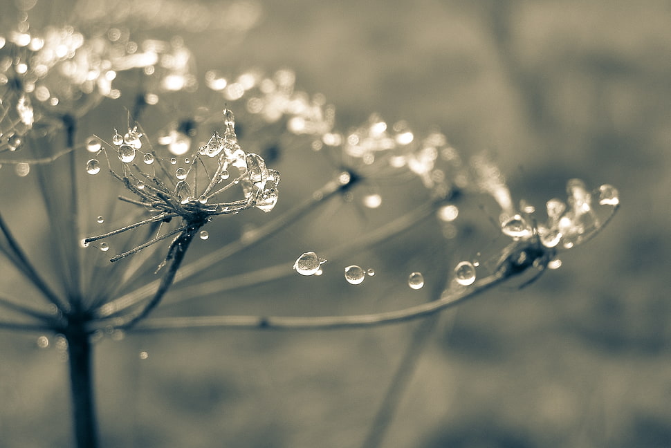 dandelion with morning dew macro photography HD wallpaper