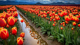 orange tulip flower, field, flowers, tulips, reflection HD wallpaper