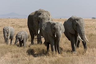 Five Elephants on grassland