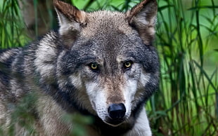 black and brown wolf, wolf HD wallpaper
