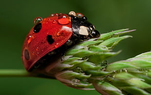 black and red 7-spotted ladybug on green plant photo