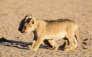 shallow focus photography of two lion cubs