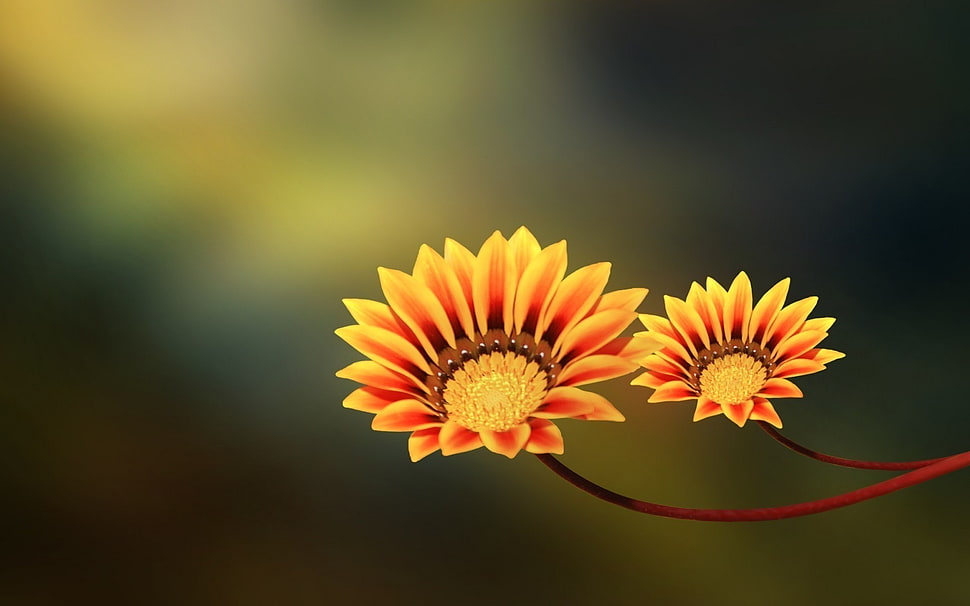 two yellow petaled flowers, macro, nature, flowers HD wallpaper