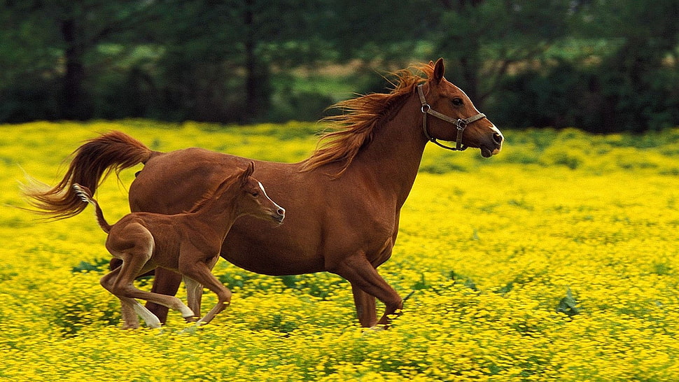 brown horse and brown pony during daytime HD wallpaper