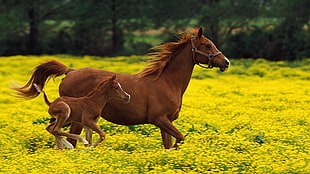 brown horse and brown pony during daytime