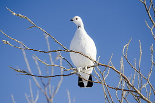 white bird with black tail perched on tree branch during daytime