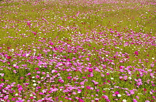 pink and white flower field at daytime HD wallpaper