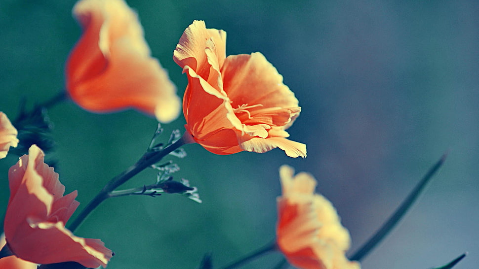 selective focus photography of orange petaled flower HD wallpaper