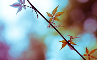 selective focus photography of red leaf plant