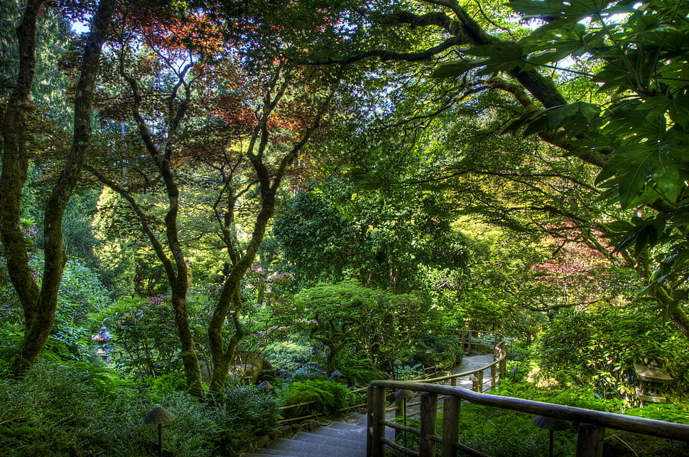 green forest field HD wallpaper
