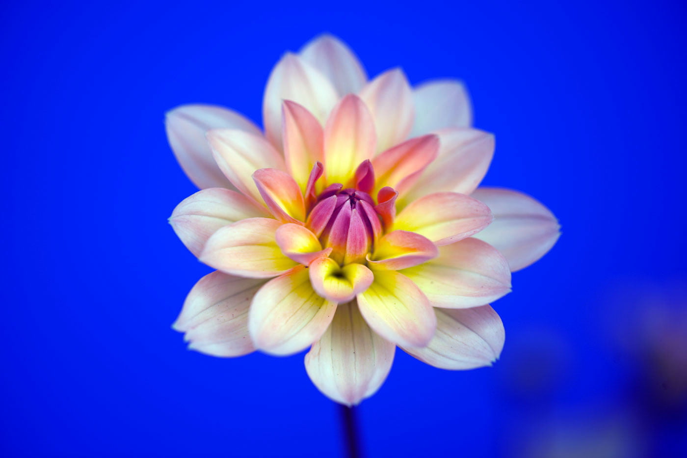 selective focus photography of pink petaled flower