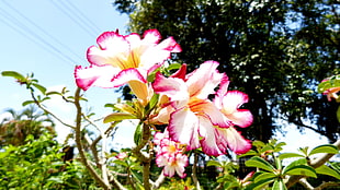 pink-and-white petaled flowers, nature