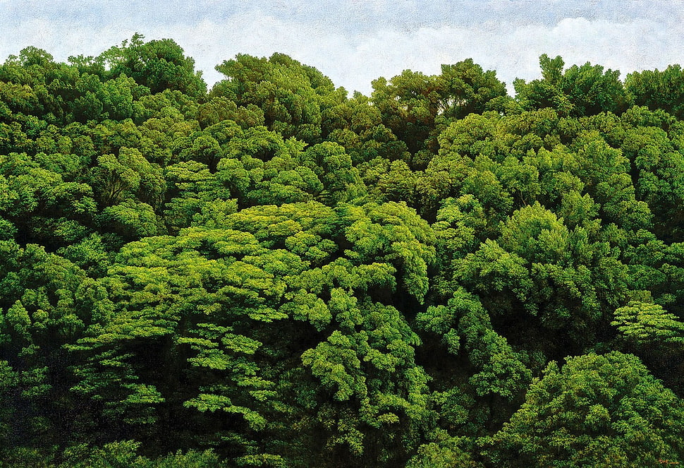 tree canopies, trees, forest HD wallpaper