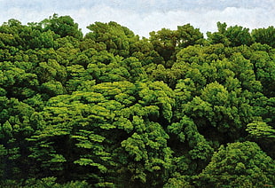 tree canopies, trees, forest