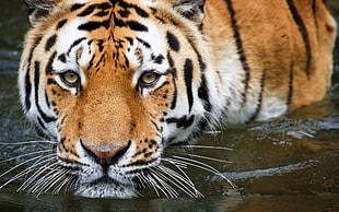 brown tiger animal, Tiger, Close up, Zoo HD wallpaper