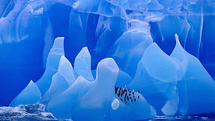 ice bergs, ice, glaciers, penguins, animals