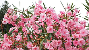 pink flower plant HD wallpaper