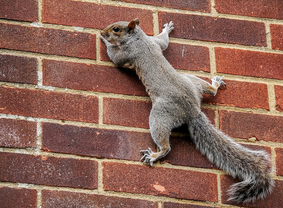squirrel on brown conrete wall HD wallpaper