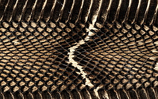 Snake,  Texture,  Background,  Wire