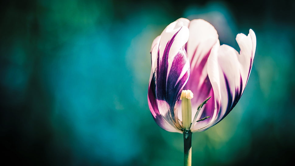 closeup photography of purple Tulip flower HD wallpaper