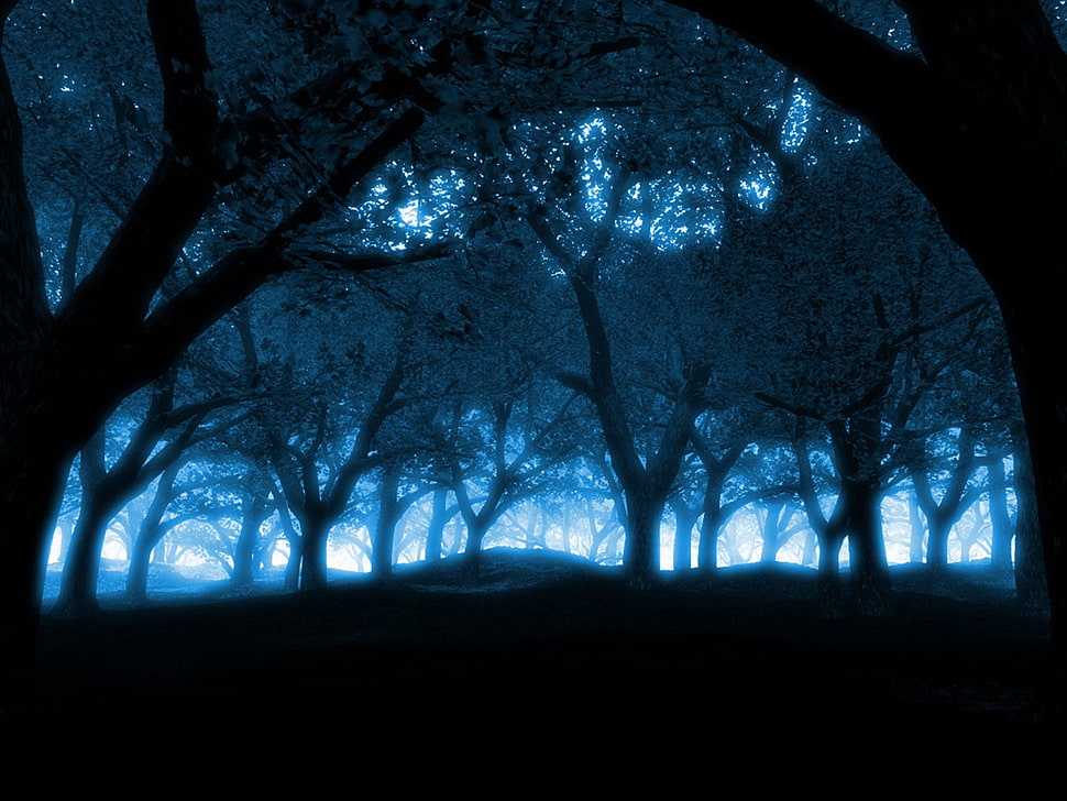 forest trees, forest, trees, blue HD wallpaper